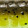green pumpkin chartreuse uv #131