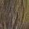 pardo dyed olive