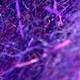 purple haze