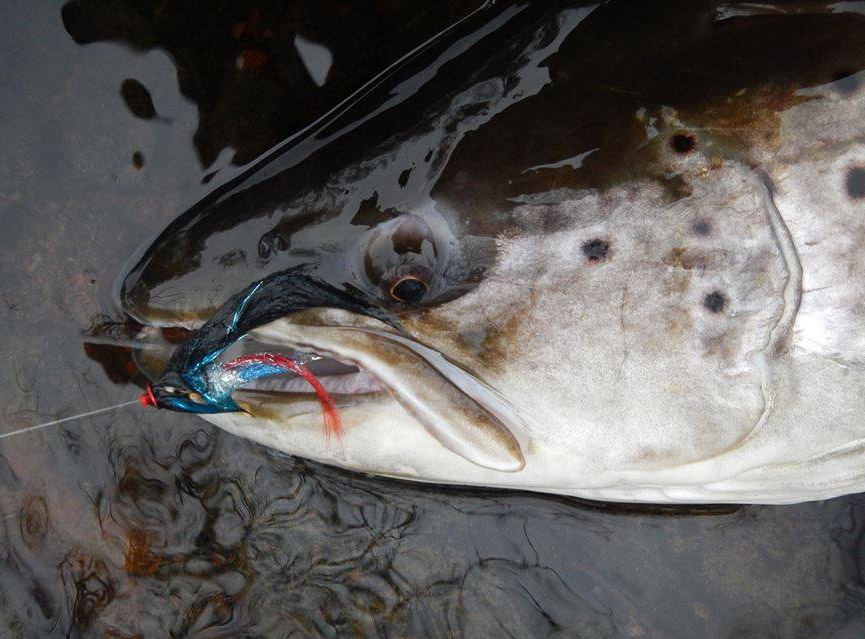 Future_Fly_Zonker_Flies_Black_Blue_07_3 Beispiel