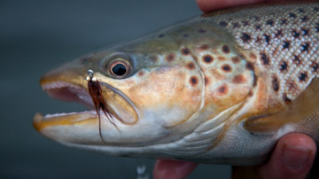 Der Frühling kann kommen! Der Frühling kann kommen!