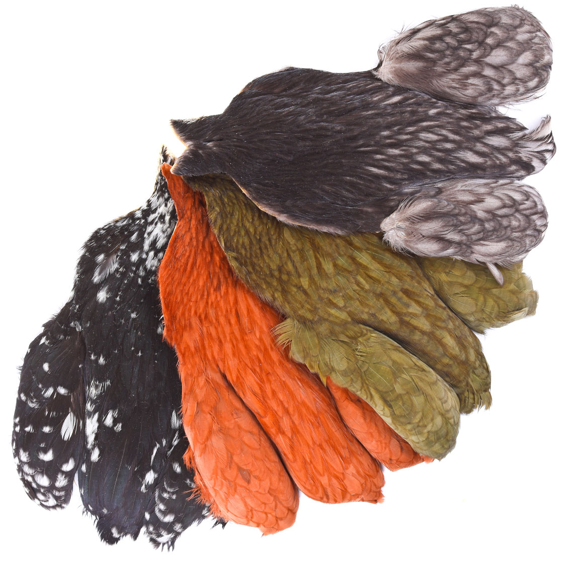 P-25373_Whiting-4-B-s-Hen-Cape_titel Whiting 4 B's Hen Cape