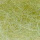 GRASS OLIVE