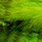 chartreuse