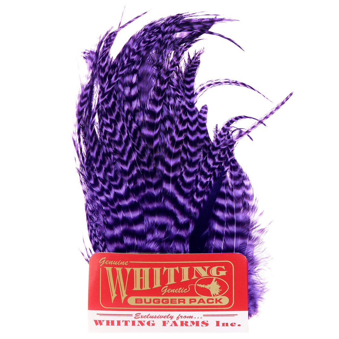 grizzly dyed purple
