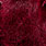 leech red