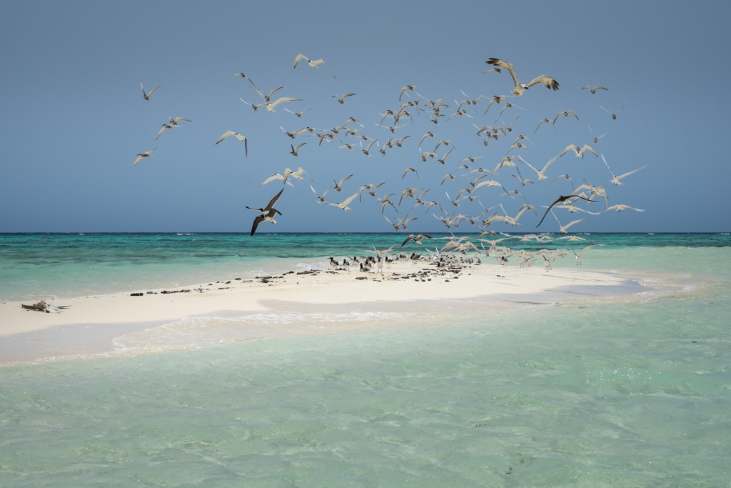 sudan2015-36 - Fliegenfischen auf den Nubischen Flats