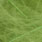 insect green