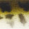 dull stickleback