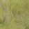 yellow olive