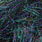 dark peacock
