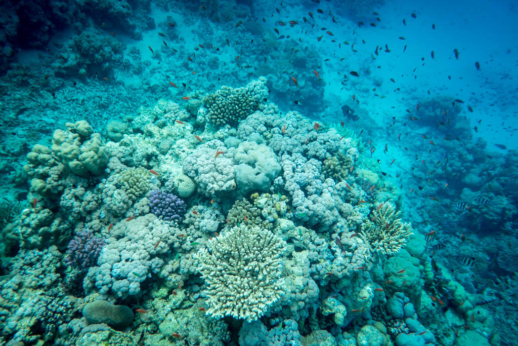 sudan2015-26 - Fliegenfischen auf den Nubischen Flats