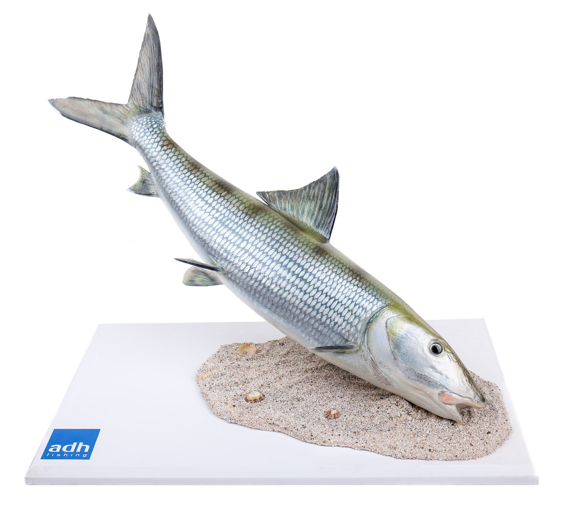 neil-nicholson_3 - Catch & Release Fischpräparate