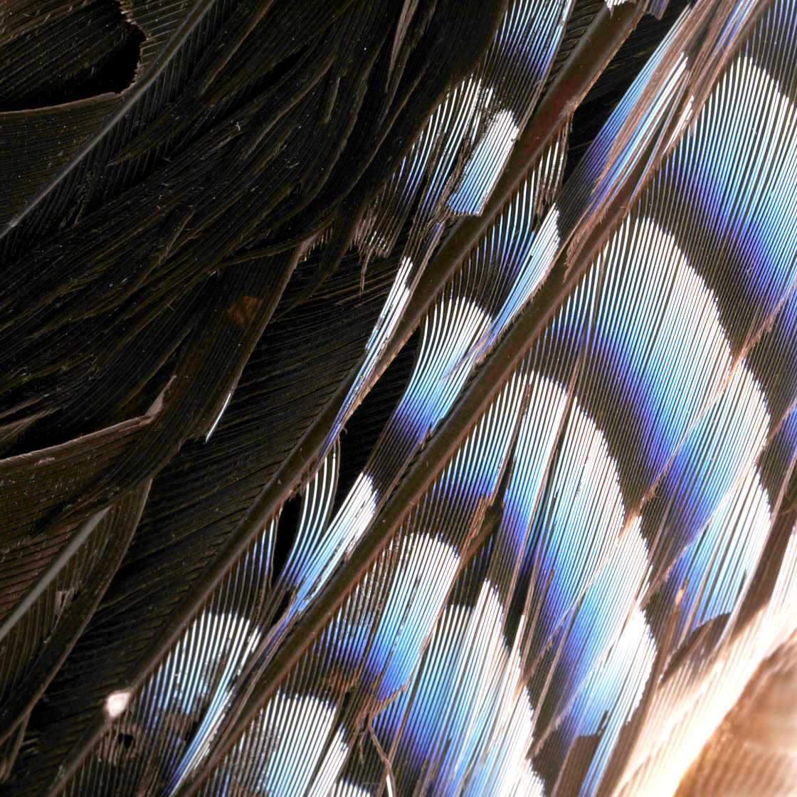 P-17065-blue-jay-wings-eichelhaher-detail1