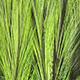 pardo dyed fl green chartreuse