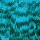 grizzly dyed kingfisher blue