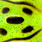 fluo green frog