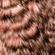 grizzly dyed salmon