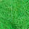 caddis larva green