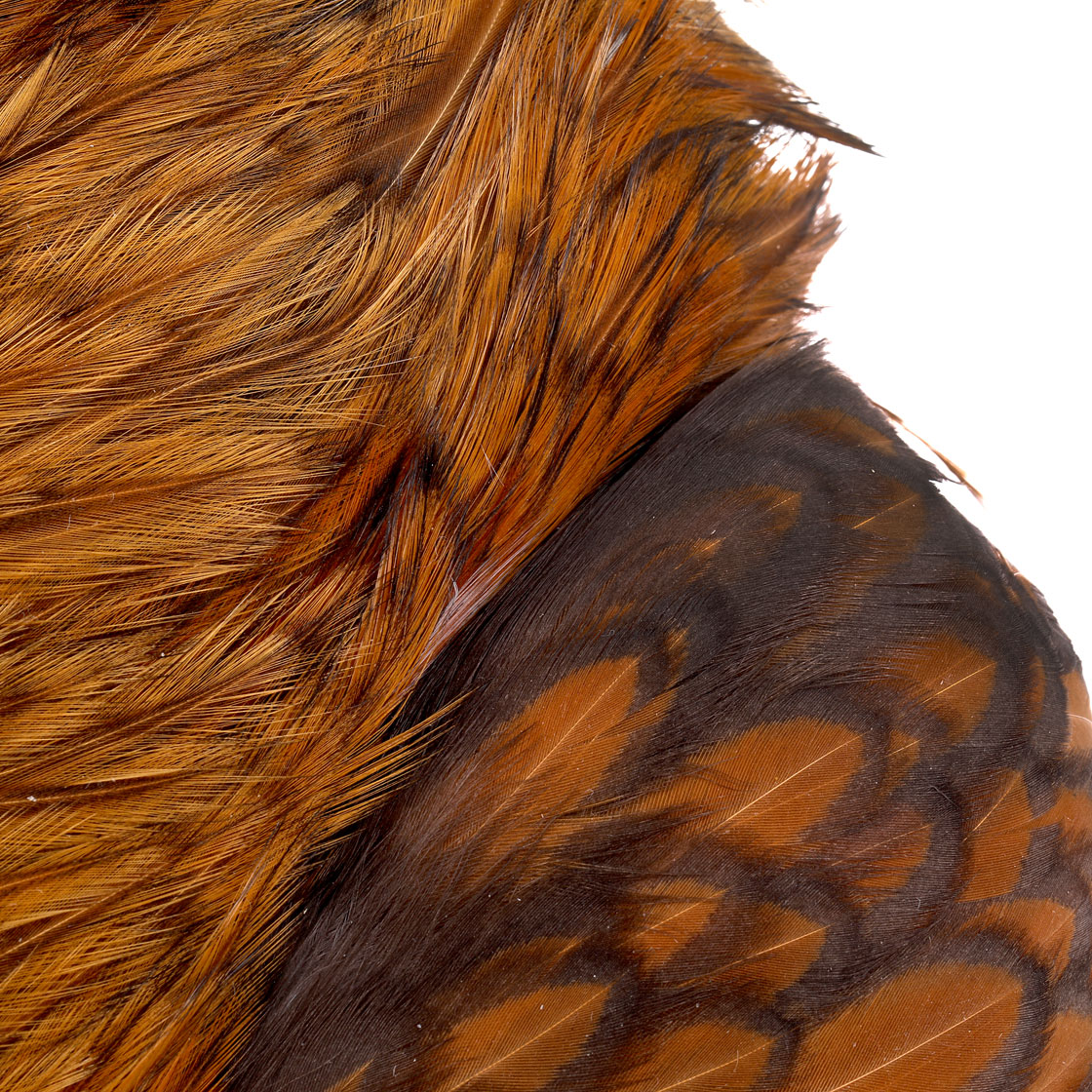 P-25375_Whiting-4-B-s-Rooster-Cape_detail