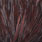 grizzly dyed coachman brown