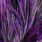 pardo dyed purple