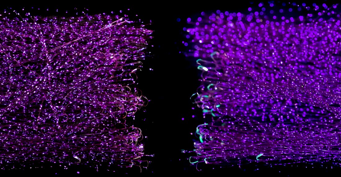114 UV violet