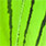 chartreuse