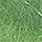 caddis green