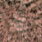 grizzly dyed salmon