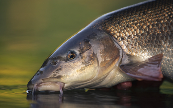 Summer Barbel Fishing - Fliegenfischen auf Barbe