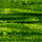 insect green