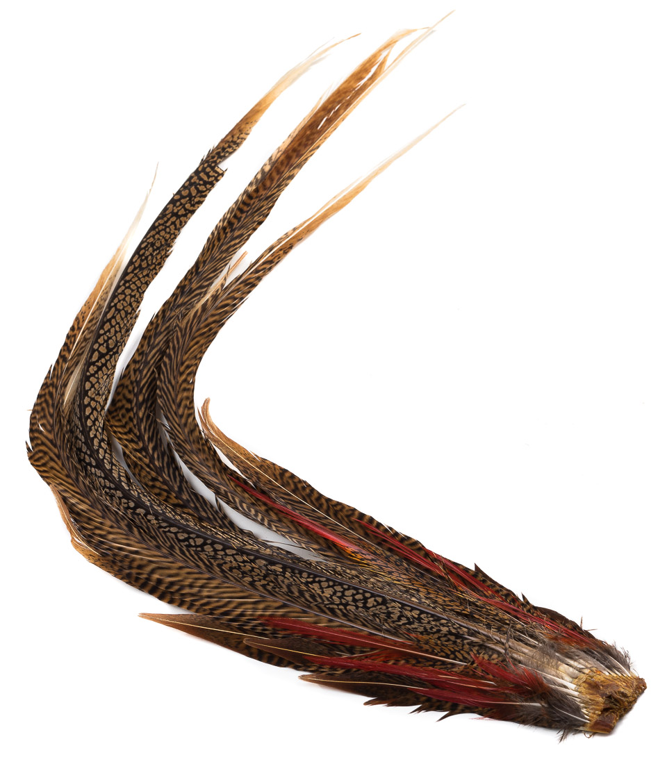 Tail