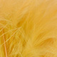 fluo sunburst