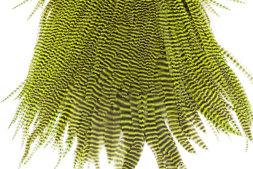 grizzly chartreuse
