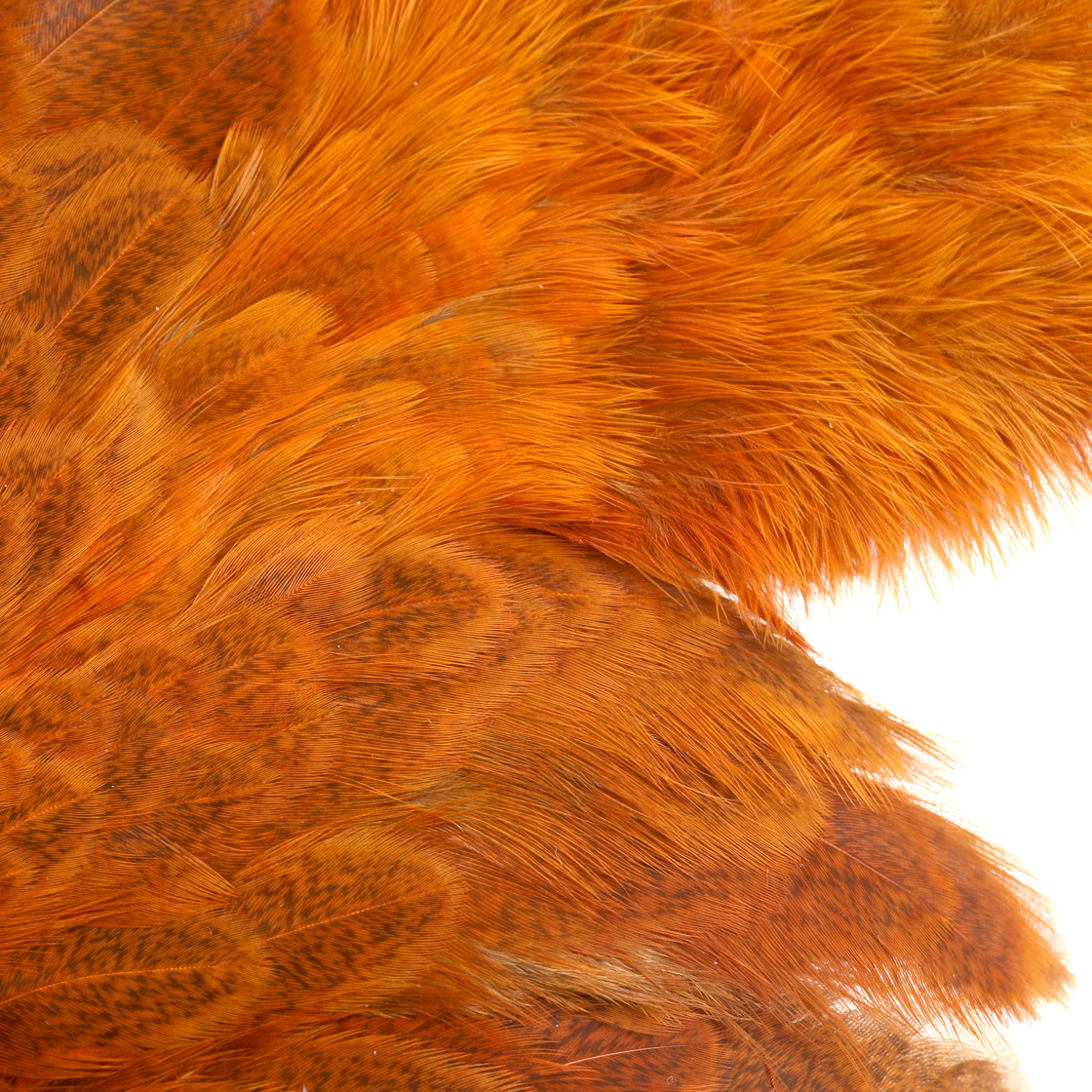 P-25385_Whiting-Brahma-Hen-SH_C_detail-1