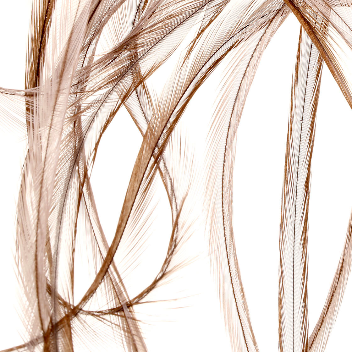 P-17434_soldarini_genetic-saddle-hackles_federn_titel2