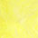 sunburst yellow