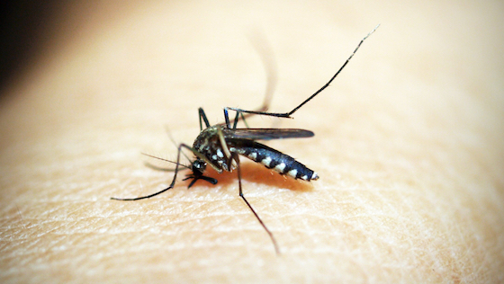Insect Shield: Schutz vor Mücken und Zecken mit Bugstopper von Simms Insect Shield: Schutz vor Mücken und Zecken mit Bugstopper von Simms