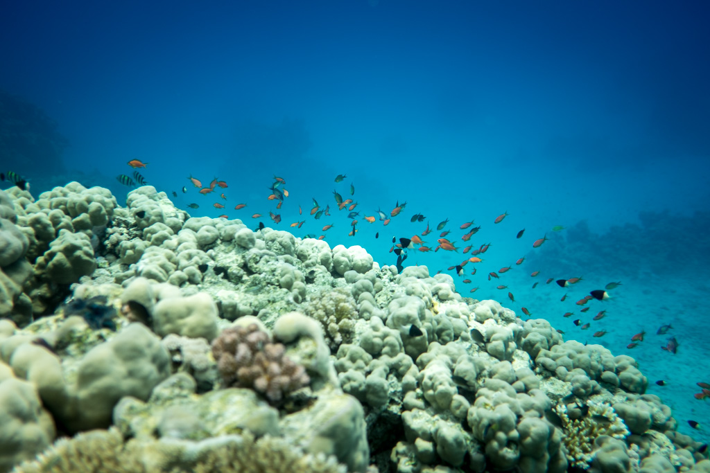 sudan2015-27 - Fliegenfischen auf den Nubischen Flats