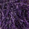 purple/black
