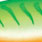 green tiger uv