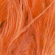 crawfish orange