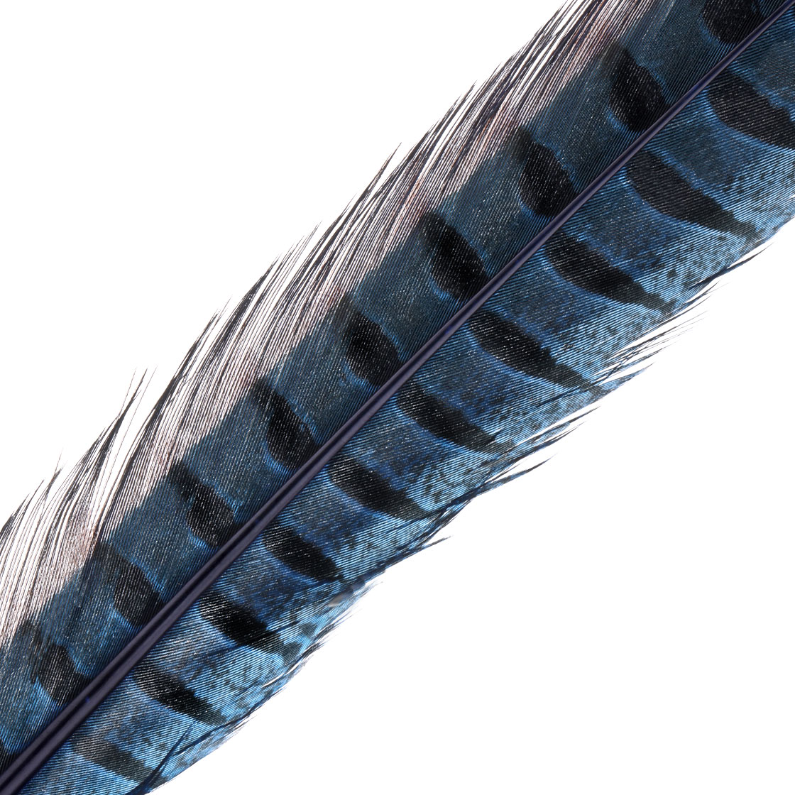 P-03380-6_Wapsi-Jagdfasan-Ringneck-Pheasant-Tail-Schwanzfeder_blue Blue
