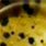 green pumpkin/chartreuse