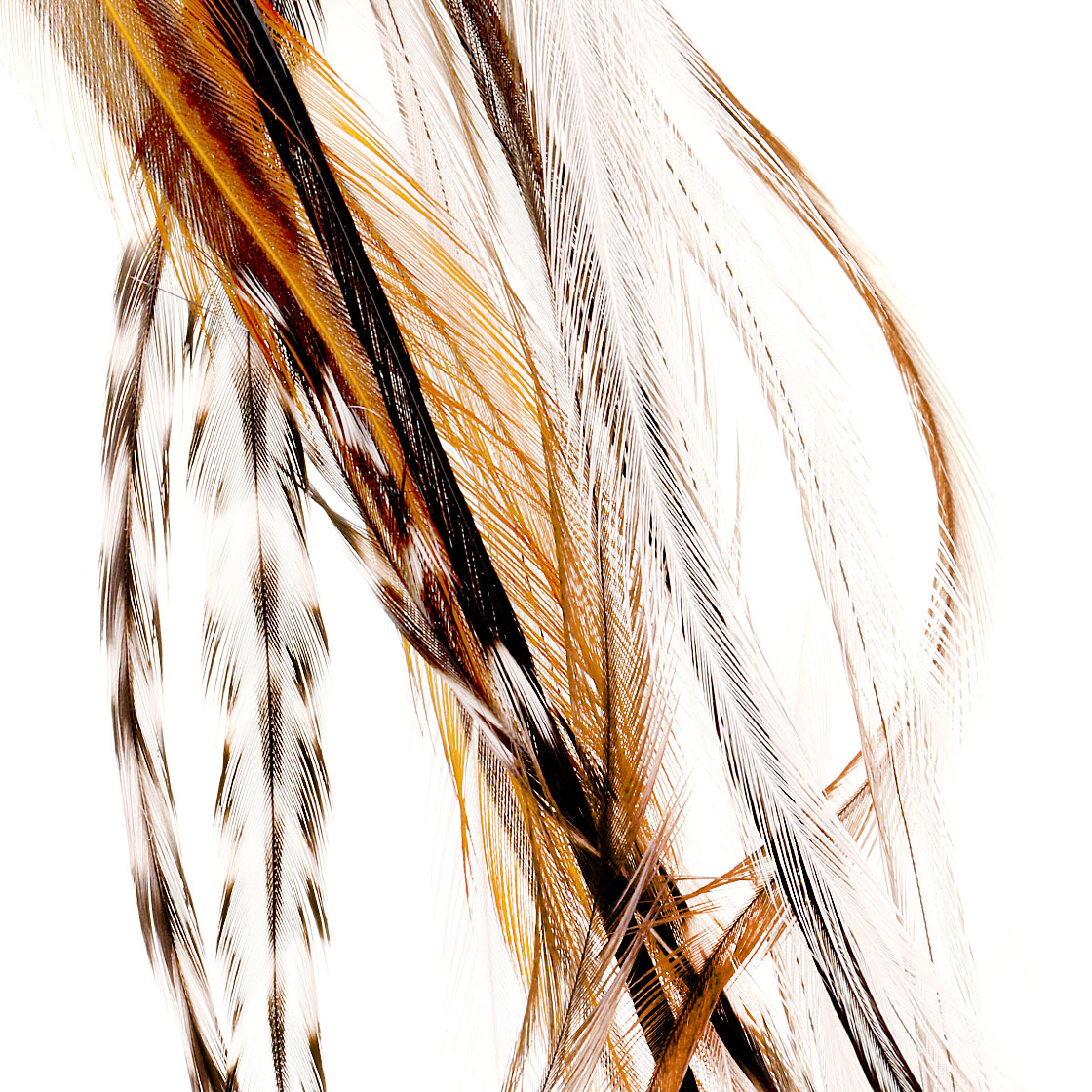 P-17434_soldarini_genetic-saddle-hackles_select-federn_titel