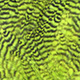 grizzly fluo green chart