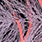 light pink & fluoro pink
