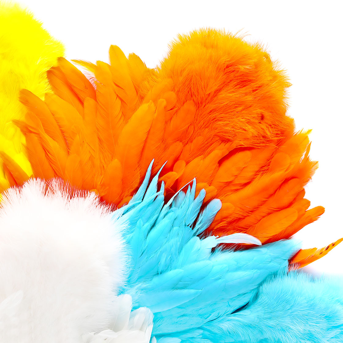 P-25379_Whiting-American-Hen-SH-C