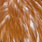 medium ginger
